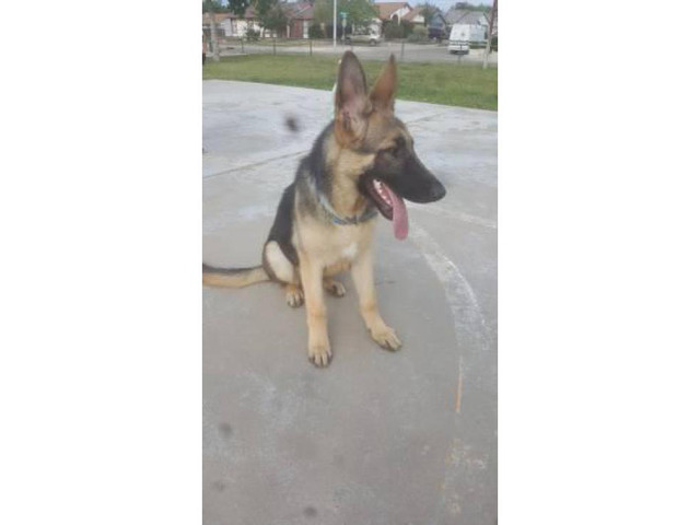 5 Month Old Gsd Puppy Albuquerque - Puppies For Sale Near Me