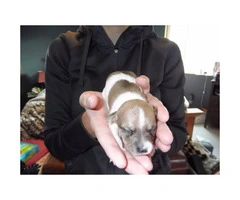 5 Chihuahua Puppies for sale