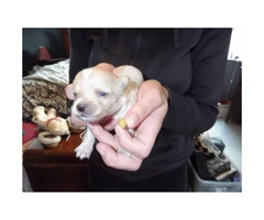 5 Chihuahua Puppies for sale - 2