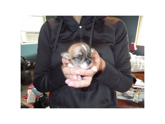5 Chihuahua Puppies for sale in Buffalo, New York