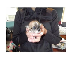 5 Chihuahua Puppies for sale - 3