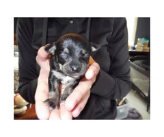 5 Chihuahua Puppies for sale - 4