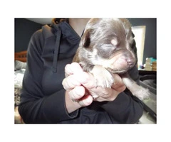5 Chihuahua Puppies for sale - 5