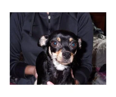 5 Chihuahua Puppies for sale - 6