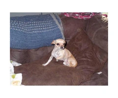 5 Chihuahua Puppies for sale - 7