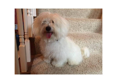 8 Months old Male Coton De Tulear Puppies