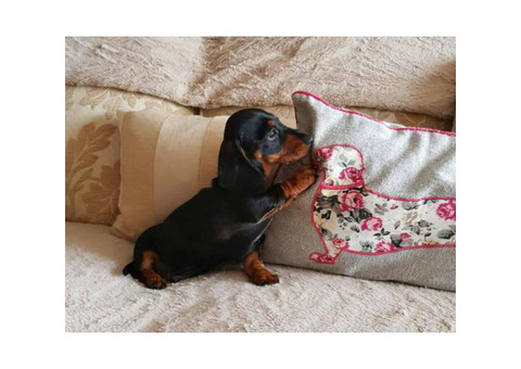 Miniature Dachshund for adoption