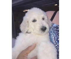 2 male and 2 females left Akc standard poodle puppies - 1