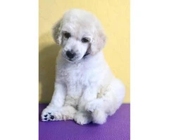 2 male and 2 females left Akc standard poodle puppies - 2