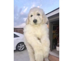 2 male and 2 females left Akc standard poodle puppies - 3