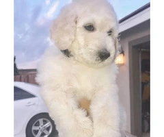 2 male and 2 females left Akc standard poodle puppies - 4