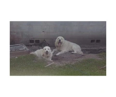 AKC Great Pyrenees puppies - 2