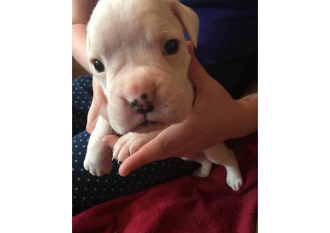 Boxer's puppy CKC registration, microchip