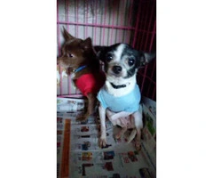 2 full blooded female Chihuahuas