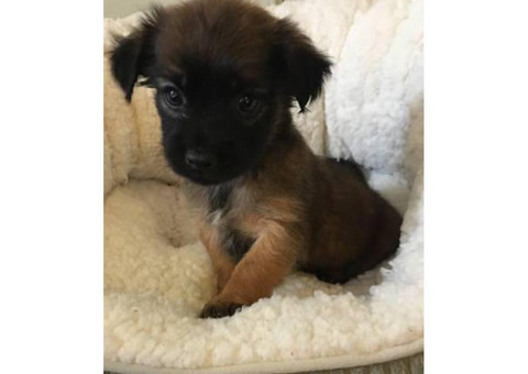 2 adorable little Lhasa Apso  Puppies for Sale