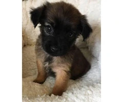 2 adorable little Lhasa Apso  Puppies for Sale - 2
