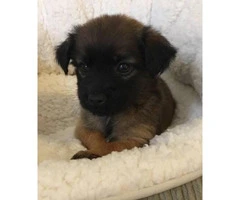 2 adorable little Lhasa Apso  Puppies for Sale - 3