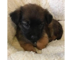 2 adorable little Lhasa Apso  Puppies for Sale - 4