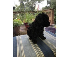 Teacup toy poodle puppies all black
