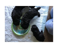 Teacup toy poodle puppies all black - 2