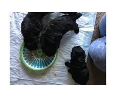Teacup toy poodle puppies all black - 3