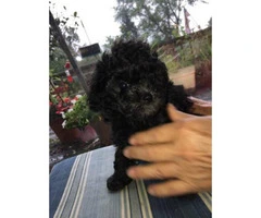 Teacup toy poodle puppies all black - 4