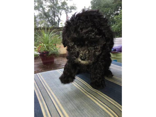 Teacup toy poodle puppies all black Baltimore - Puppies for Sale Near Me