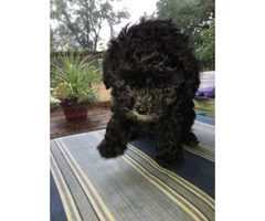 Teacup toy poodle puppies all black - 5