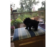 Teacup toy poodle puppies all black - 6