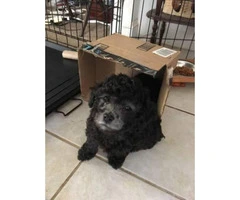 Teacup toy poodle puppies all black - 7