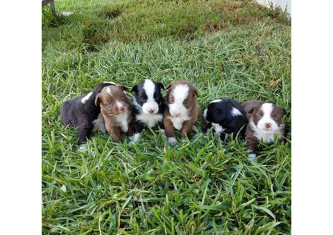 6 Purebred mini Australian Shepherd puppies