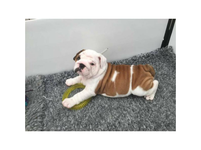 3 months old English Bulldog in Memphis, Tennessee - Puppies for Sale Near Me
