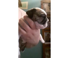 3 months old English Bulldog - 2