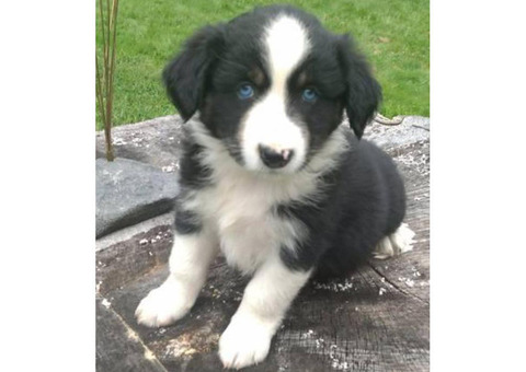 Registered purebred Aussie pups