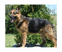AKC Registered German Shepherd with full registration - 4