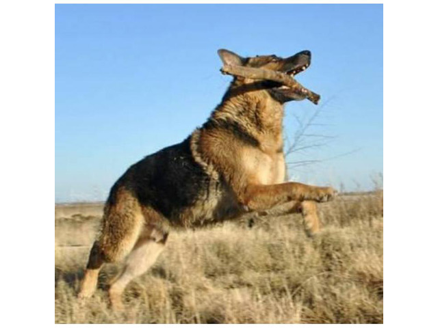 AKC Registered German Shepherd with full registration in ...