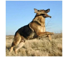 AKC Registered German Shepherd with full registration - 5