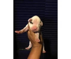 8 beautiful boxer puppies for sale - 2