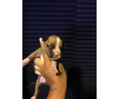 8 beautiful boxer puppies for sale - 9
