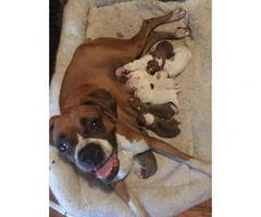 8 beautiful boxer puppies for sale - 12