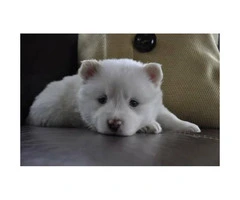 Beautiful white male Pomsky puppies for sale - 1