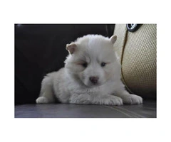Beautiful white male Pomsky puppies for sale - 2