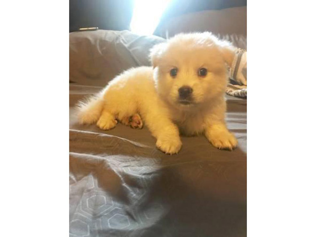 Beautiful white male Pomsky puppies for sale in