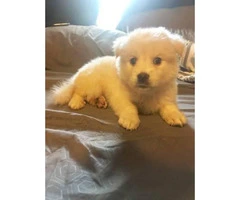 Beautiful white male Pomsky puppies for sale - 3