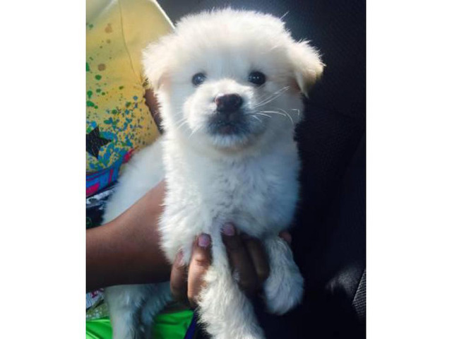 Beautiful white male Pomsky puppies for sale in Wyoming USA