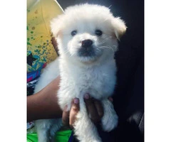 Beautiful white male Pomsky puppies for sale - 4
