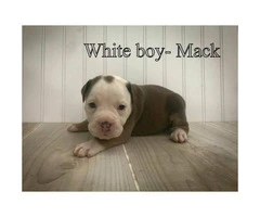 Olde English Bulldogge -  Pet costs and whole registration available - 1