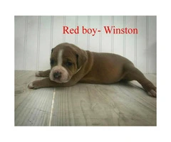 Olde English Bulldogge -  Pet costs and whole registration available - 2