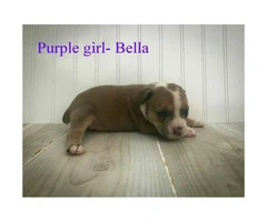 Olde English Bulldogge -  Pet costs and whole registration available - 3