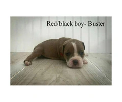 Olde English Bulldogge -  Pet costs and whole registration available - 6